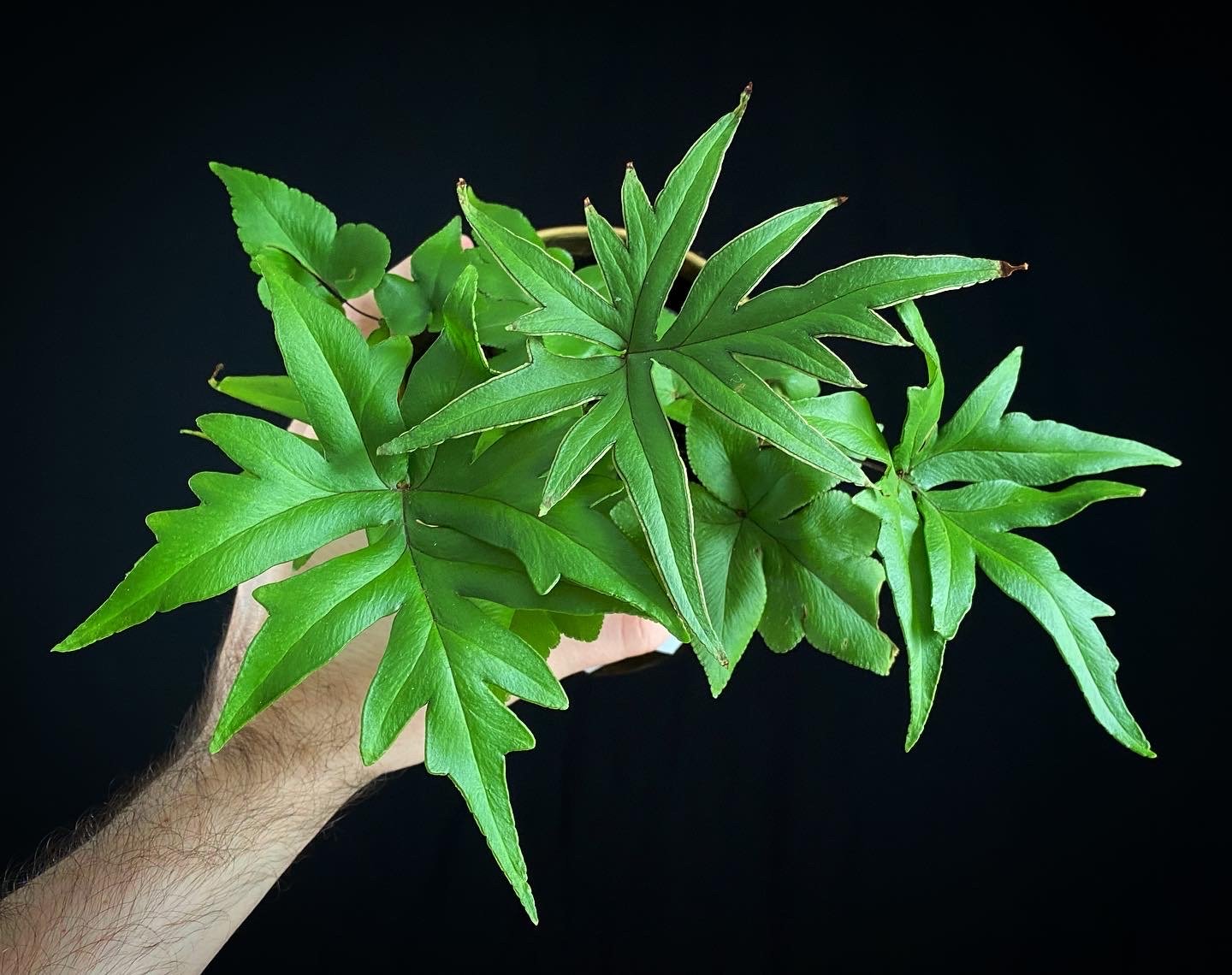 Doryopteris angelica Digit Fern foliage plant houseplant.JPG