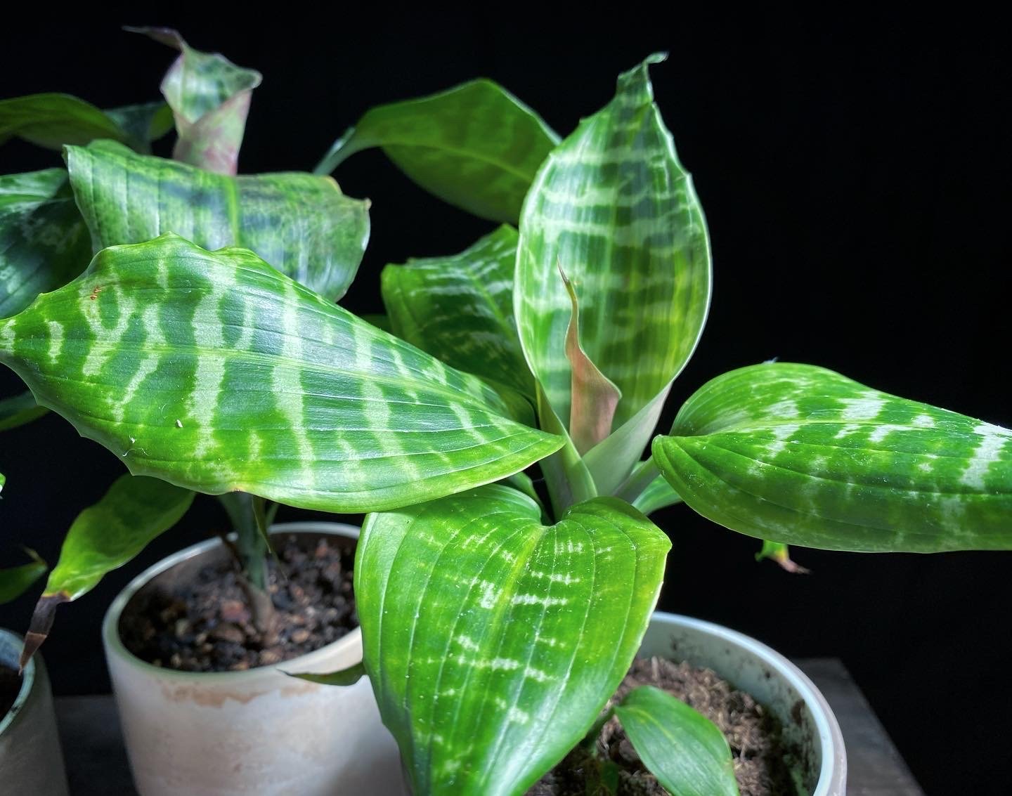 Dracaena goldieana foliage plant houseplant.JPG