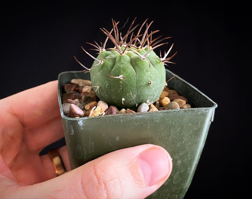 Matucana madisoniorum cactus submatucana cacti succulent tiny plant houseplant.JPG