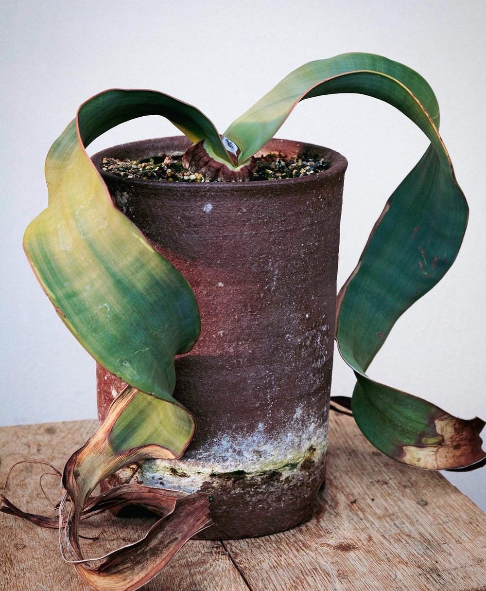 Welwitschia mirabilis tree tumbo desert octopus living fossil rare plant weird houseplant succulent 02.JPG