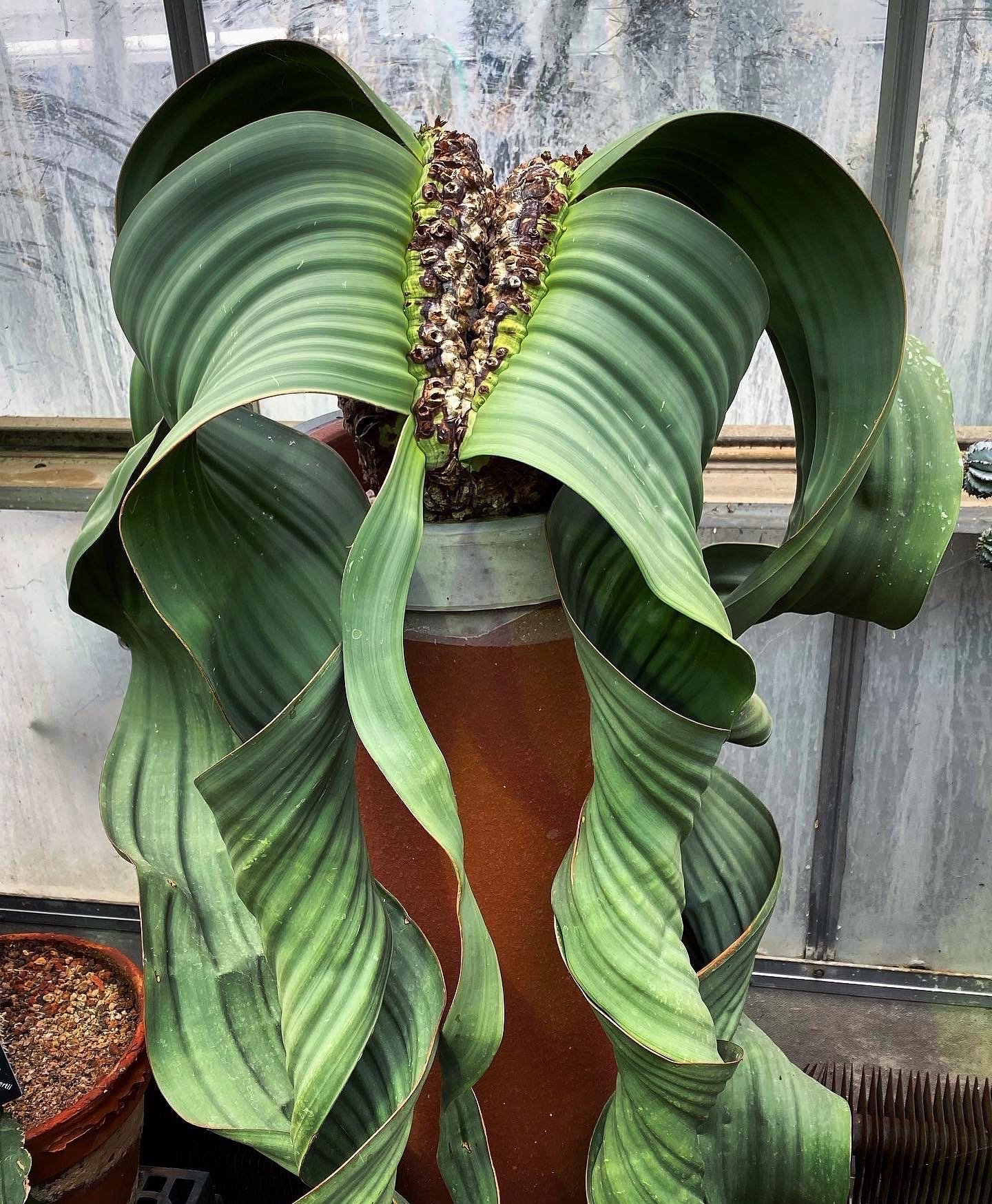 Ep. 136 Welwitschia — Plant Podcast