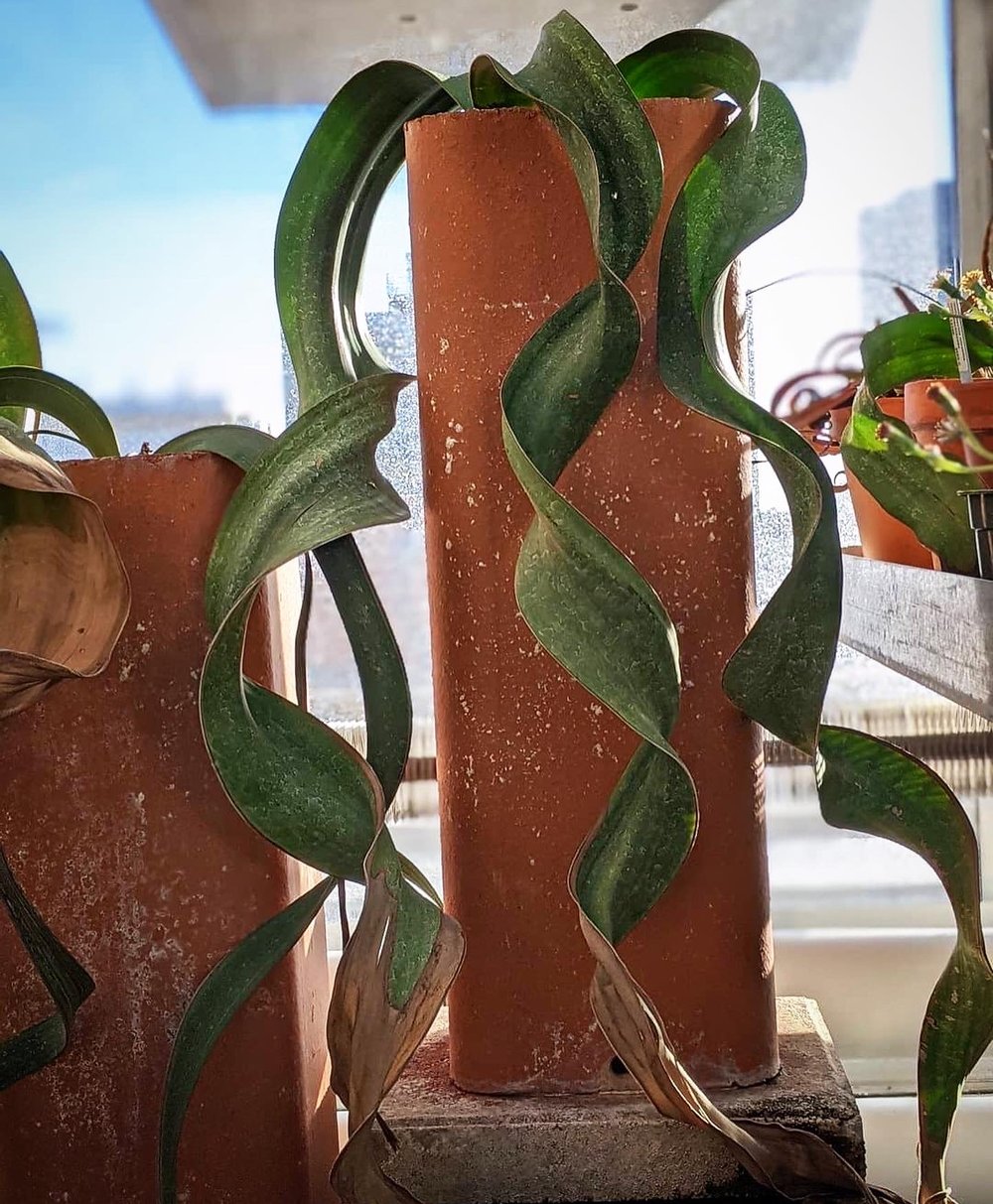 Welwitschia mirabilis tree tumbo desert octopus living fossil rare plant weird houseplant succulent 04.JPG