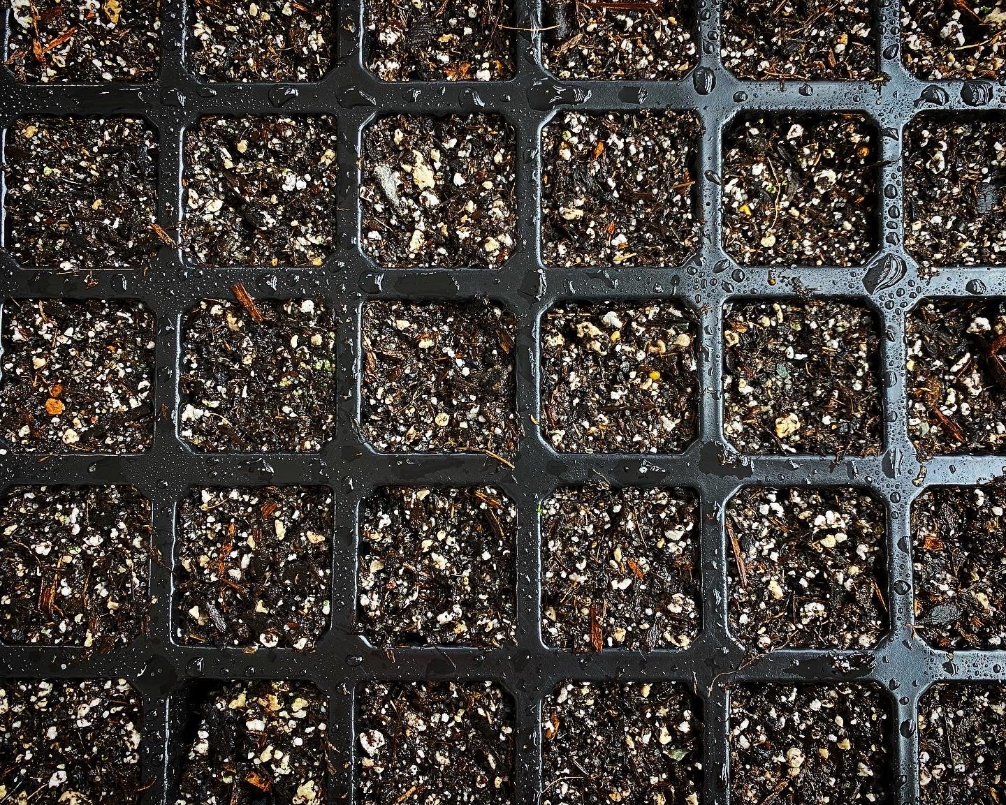 Propagation Station Plant Cuttings seed tray germinating.JPG