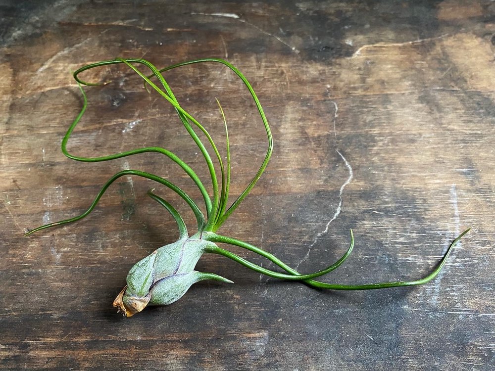 Tillandsia bulbosa Air Plants.JPG