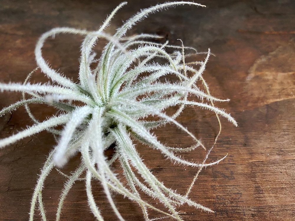 Tillandsia tectorum Air Plant.JPG