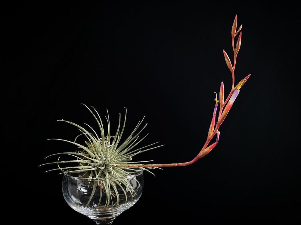 Tillandsia fuchsii Air Plant Flower Bromeliad.JPG