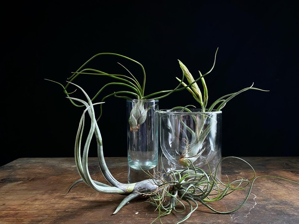 Tillandsia Air Plants bulbosa caput medusae baileyi butzii.JPG