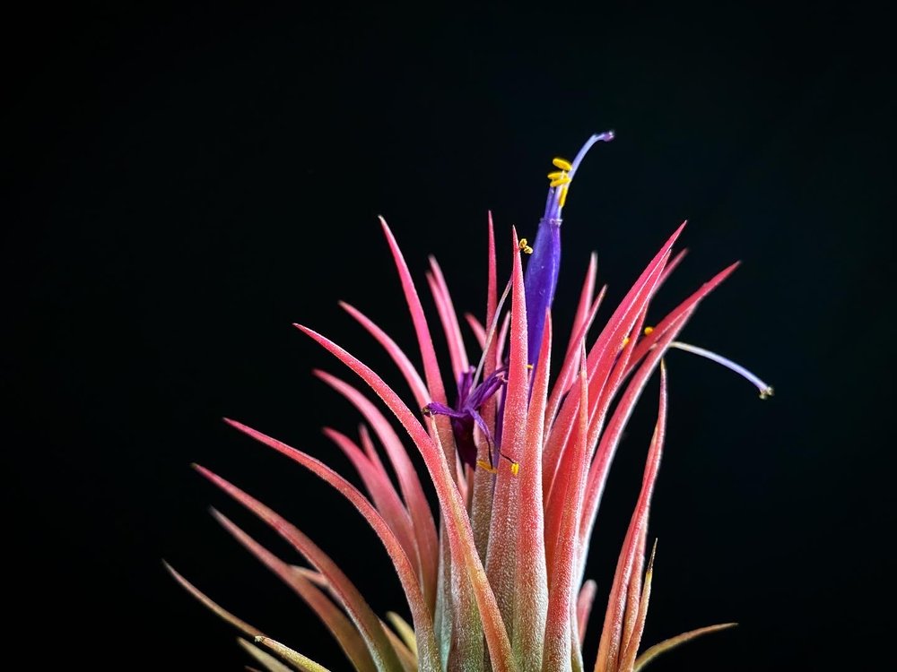 Tillandsia ionantha rubra Air Plant Flower Bromeliad.JPG