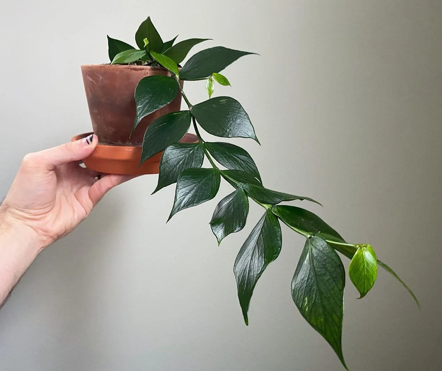 Hoya polyneura wax plant Fishtail Mermaid Tail foliage plant 01.JPG
