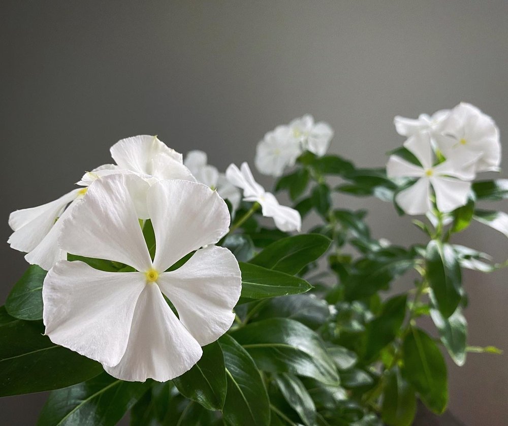 Catharanthus roseus Vinca Madagascar Periwinkle Rosy White Flowers.JPG