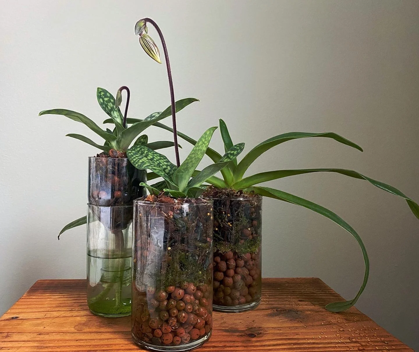 Paphiopedilum Slipper Orchid Selfwatering Planter.JPG