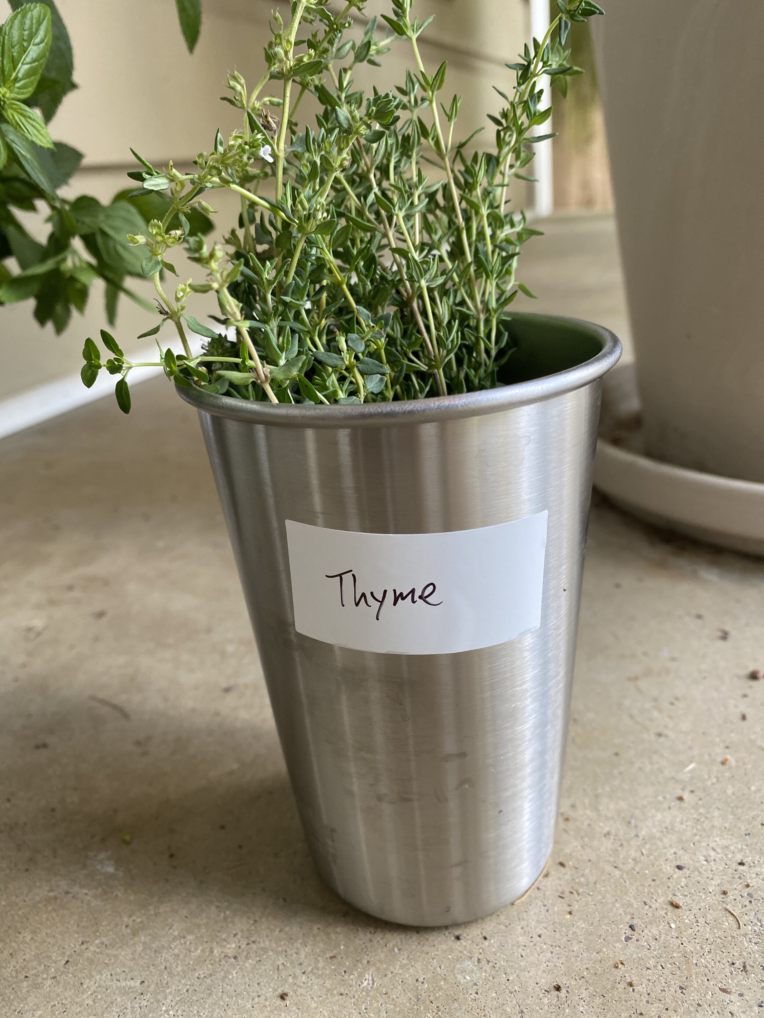 Thyme