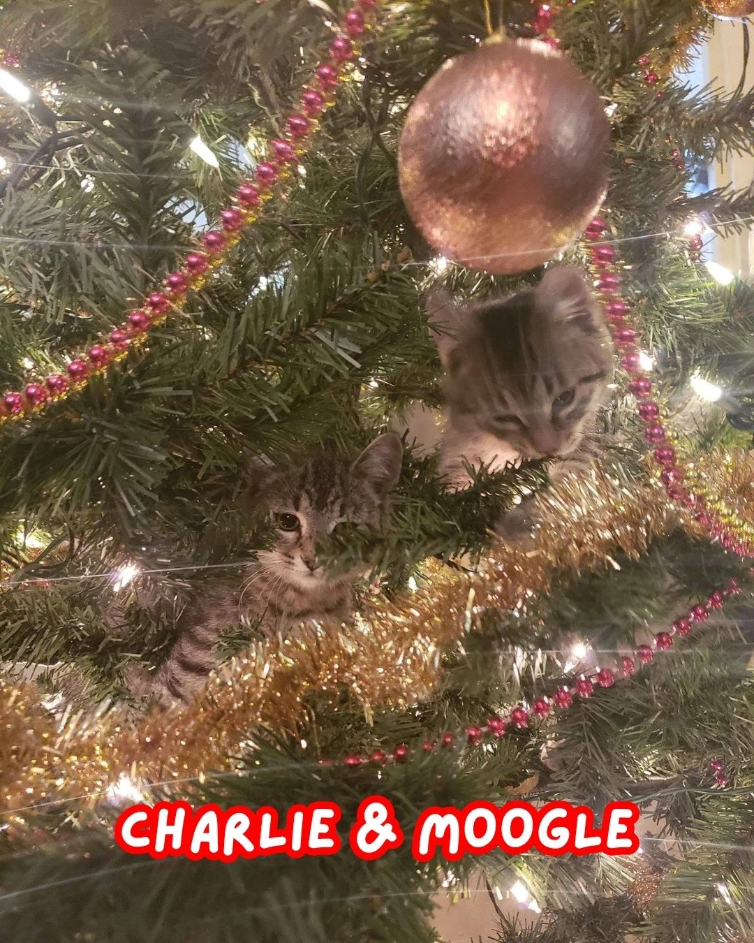 Saying goodbye to 2025 with one of our most important posts: INQYR's holiday pets! ❤️

Wishing you all a happy and safe New Year; we will see you in 2026! 🥂🎉