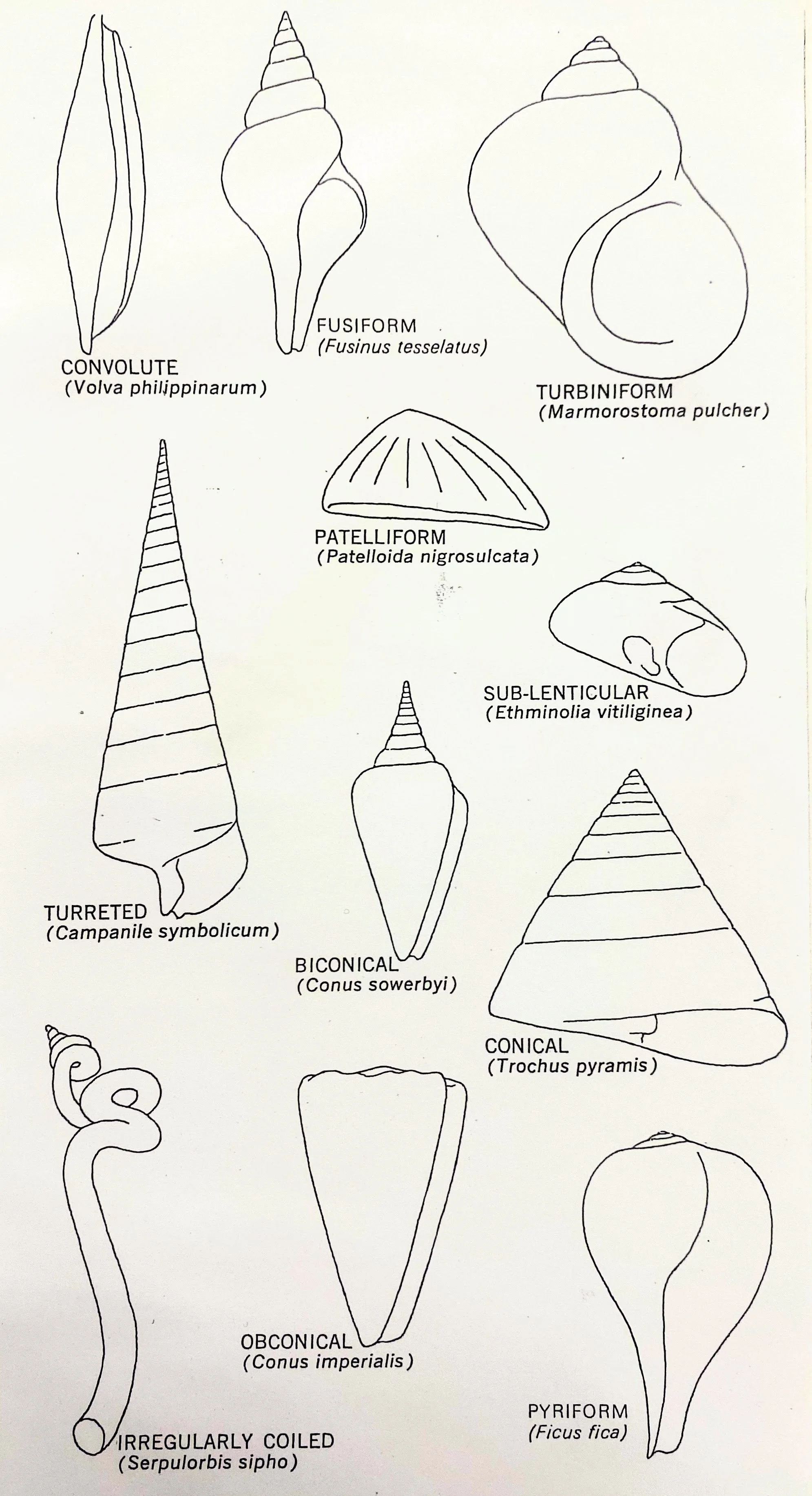 Shell Structure Description at Sharon Boyle blog