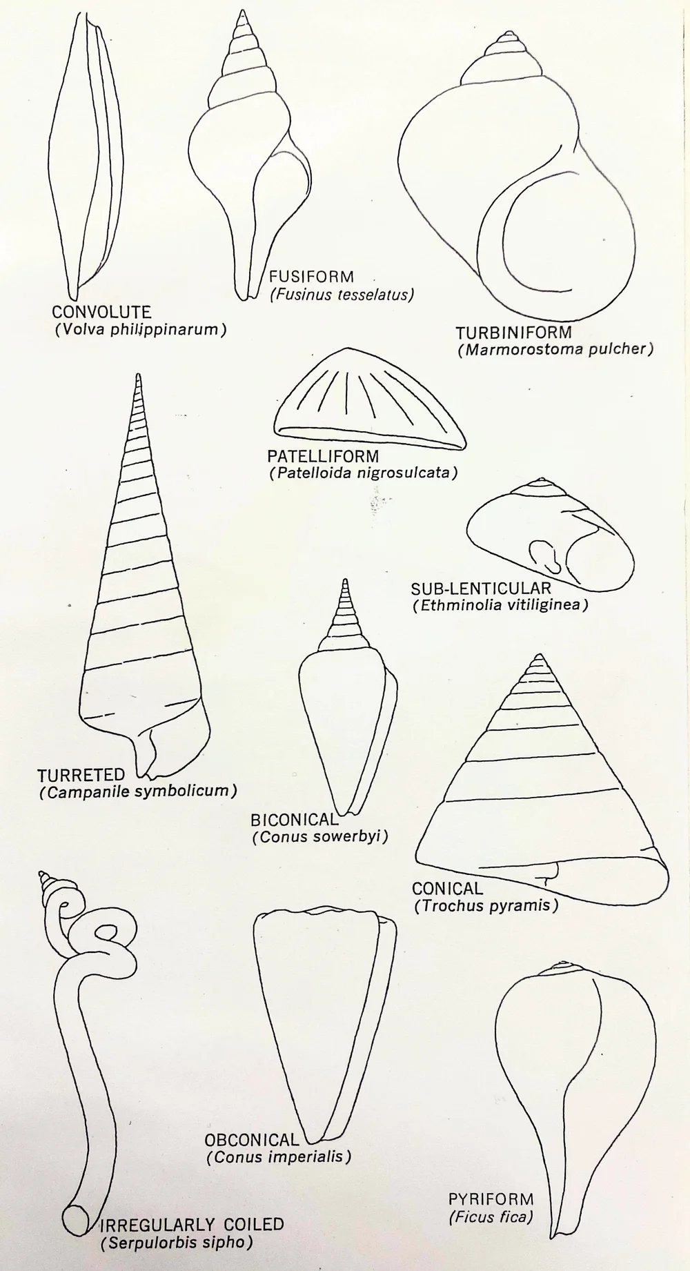 Shell Composition & Characteristics — Jewels of the Sea 3D Seashell Photos & More