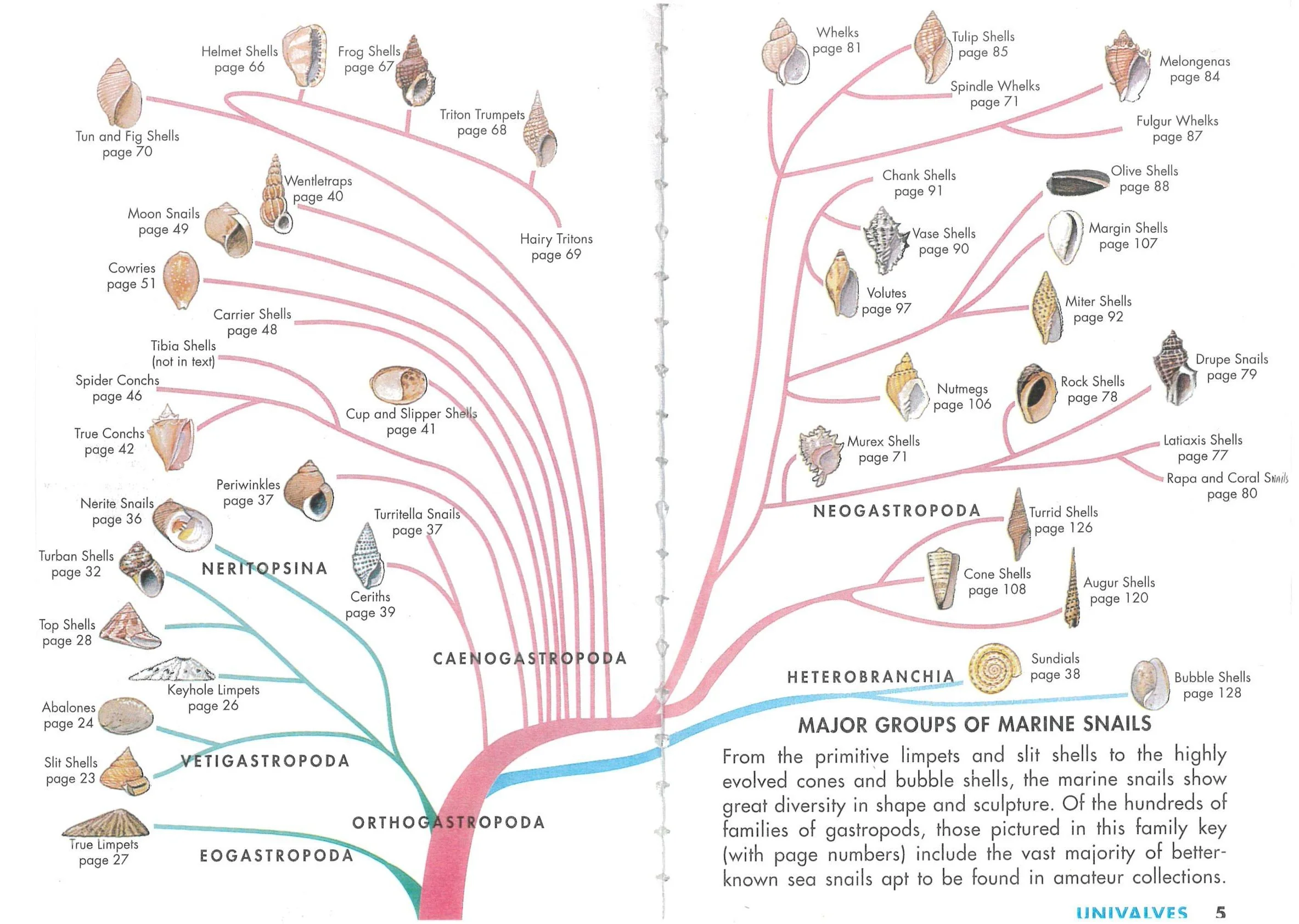 Shell Evolutionary Tree — Jewels of the Sea 3D Seashell Photos & More