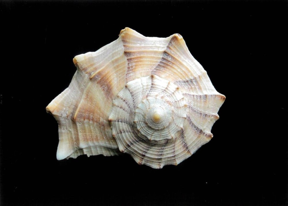 What are Seashells? — Jewels of the Sea 3D Seashell Photos & More