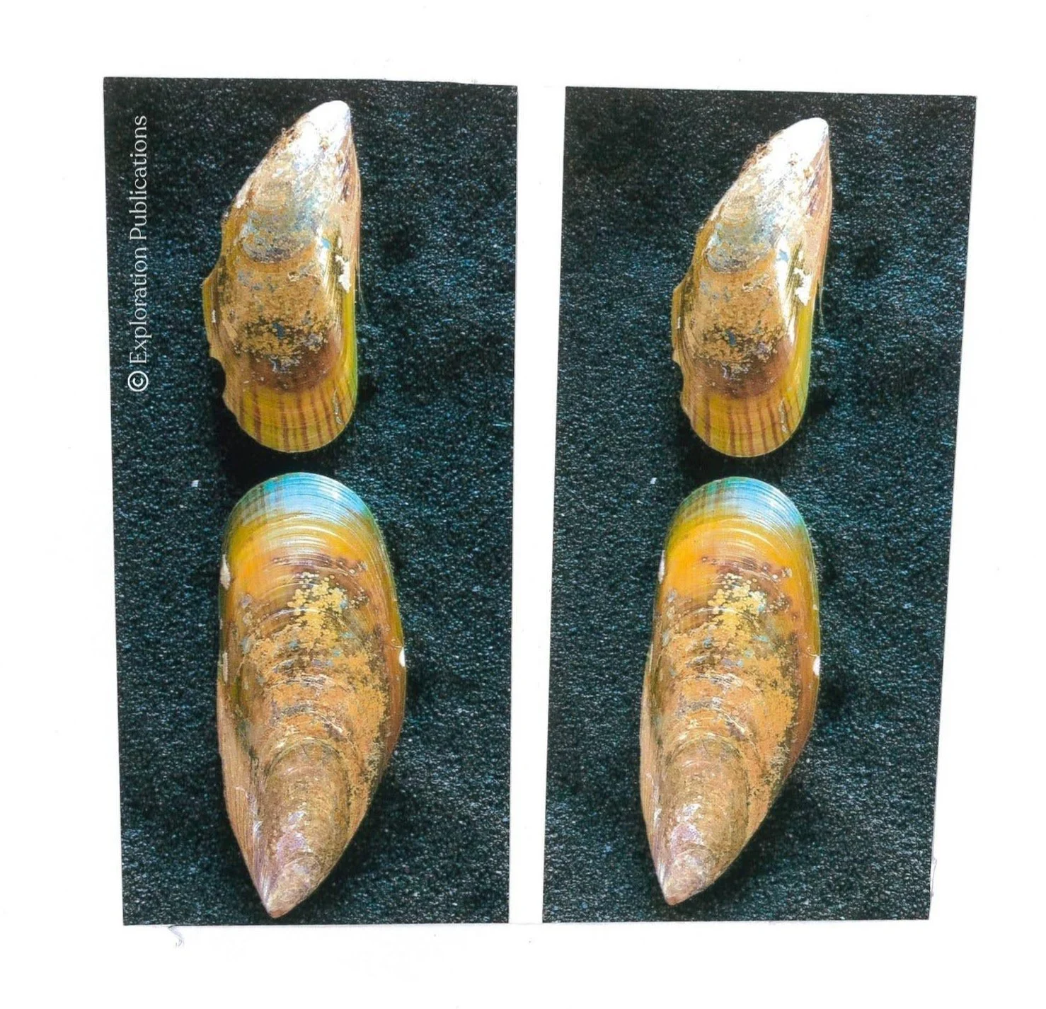 Green Mussel — Jewels of the Sea 3D Seashell Photos & More