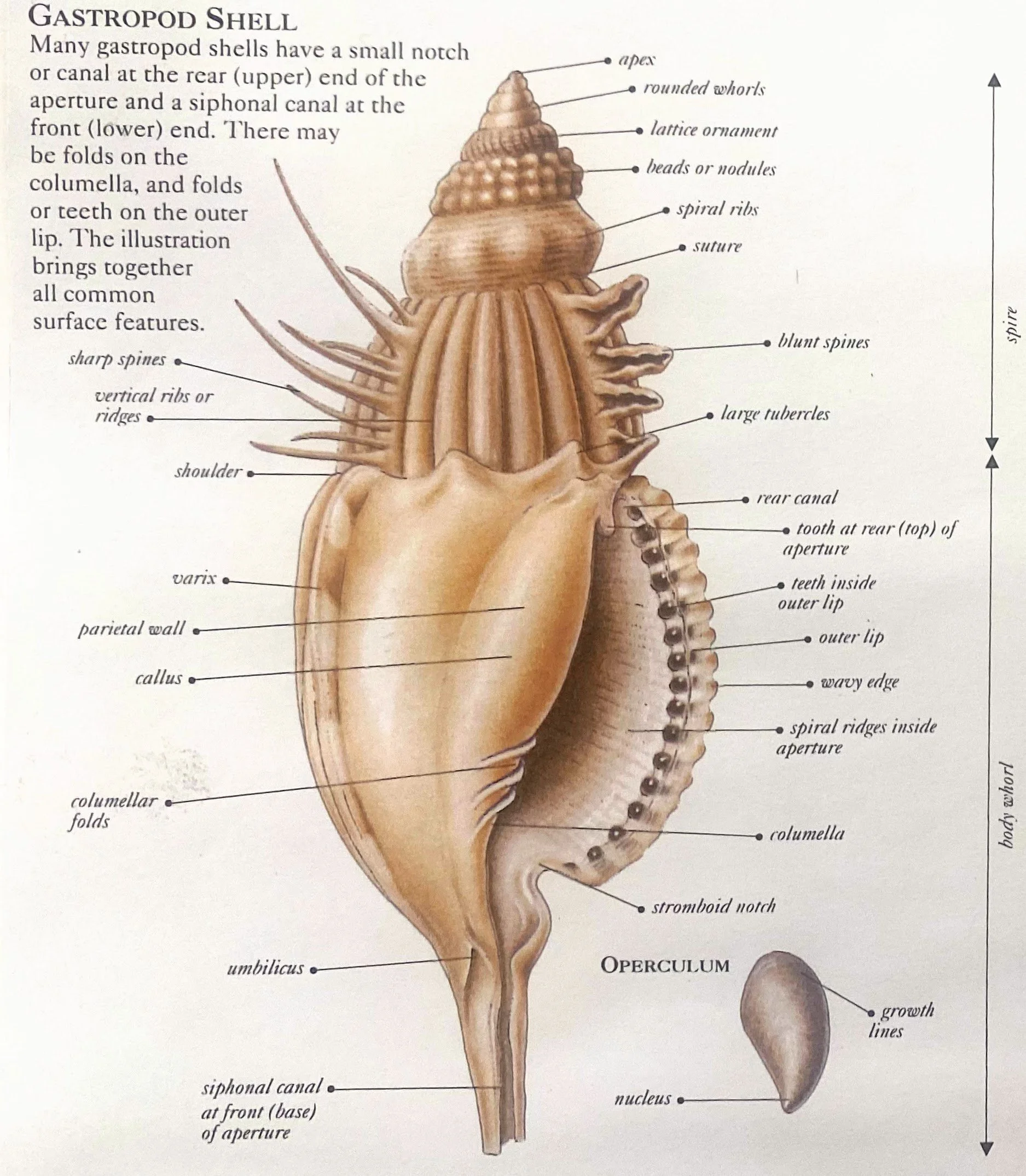 Shell Composition & Characteristics — Jewels of the Sea 3D Seashell Photos & More