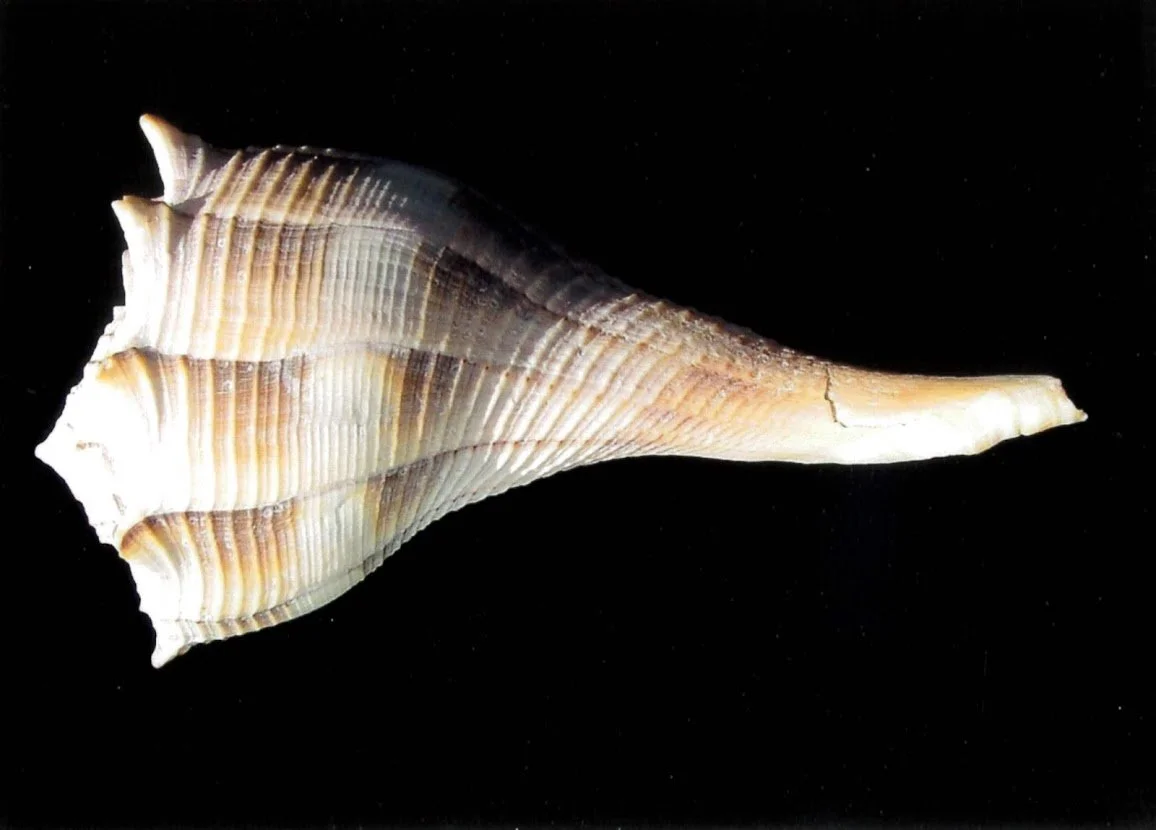 What are Seashells? — Jewels of the Sea 3D Seashell Photos & More