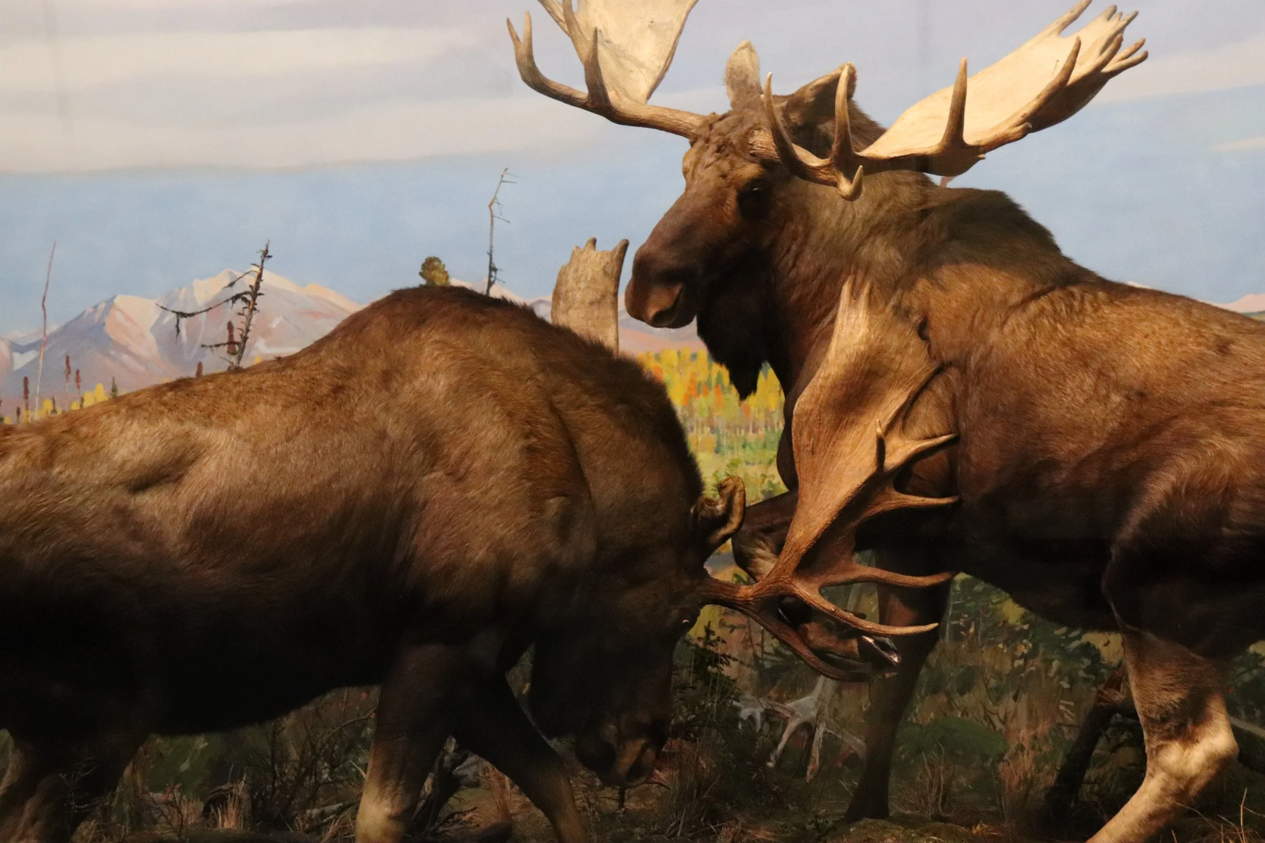 American Museum of Natural History | New York City