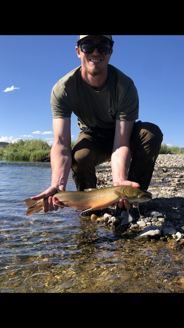 bull trout.PNG