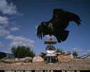 CondorCam:
A hidden camera takes photos of the birds as they perch on a scale, giving biologists vital data about each condor's health and weight. More photos are available at www.nps.gov/pinn.