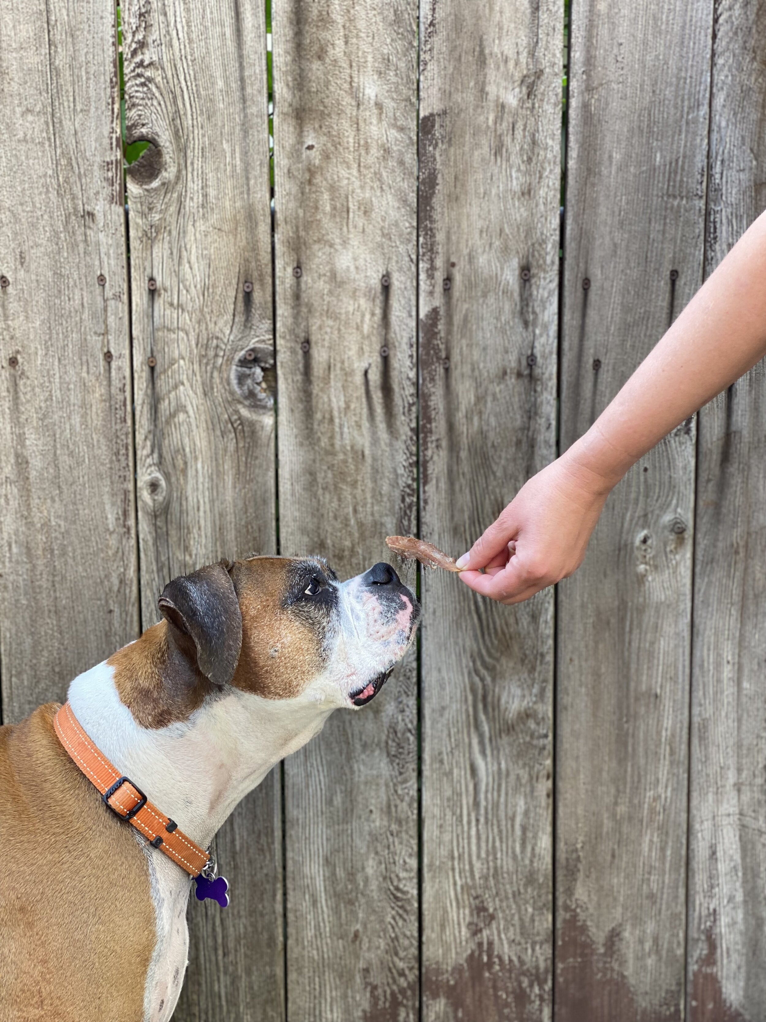 nelle with puppy proscitto .jpg