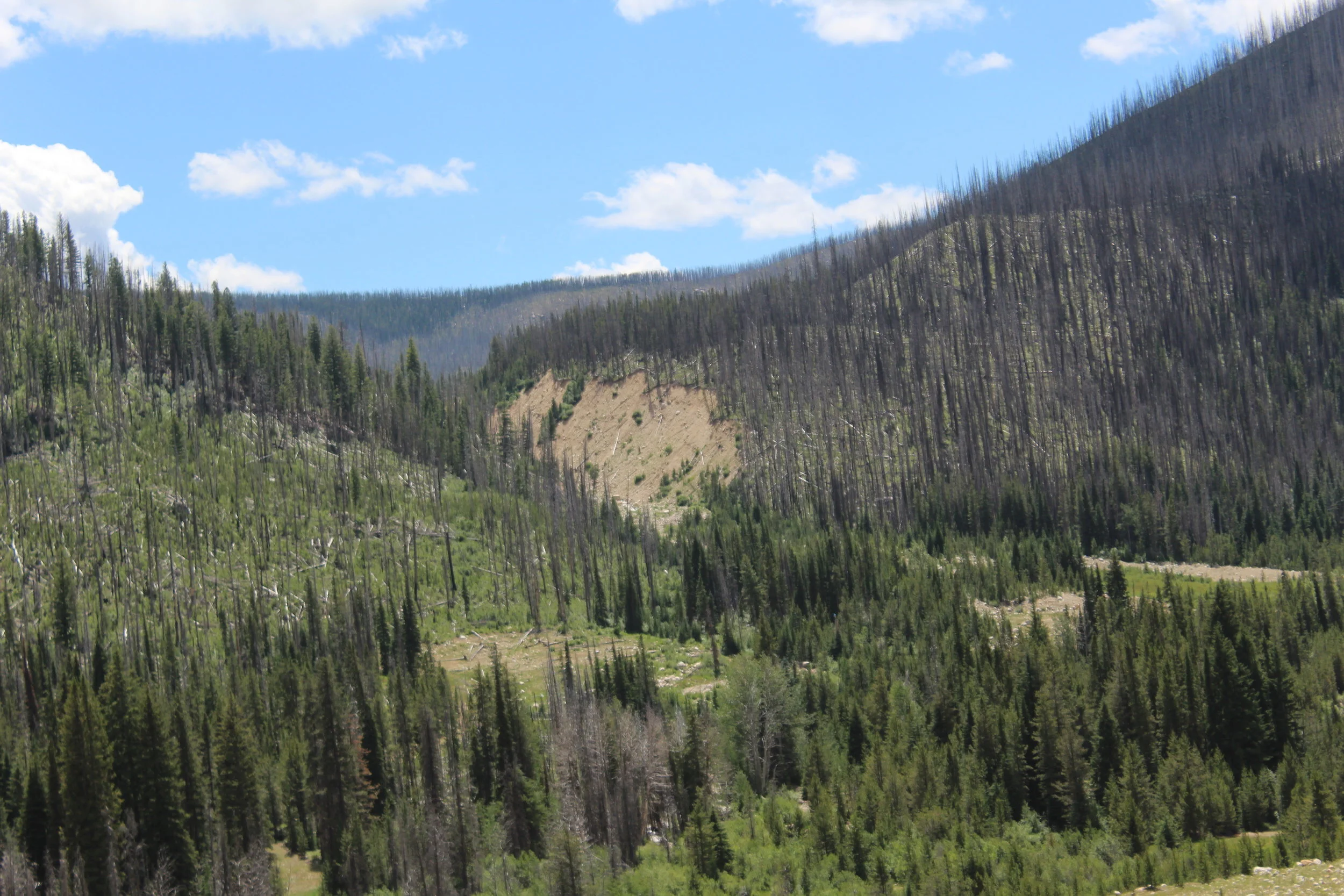 East Fork of Meadow "Blowout" Creek 
