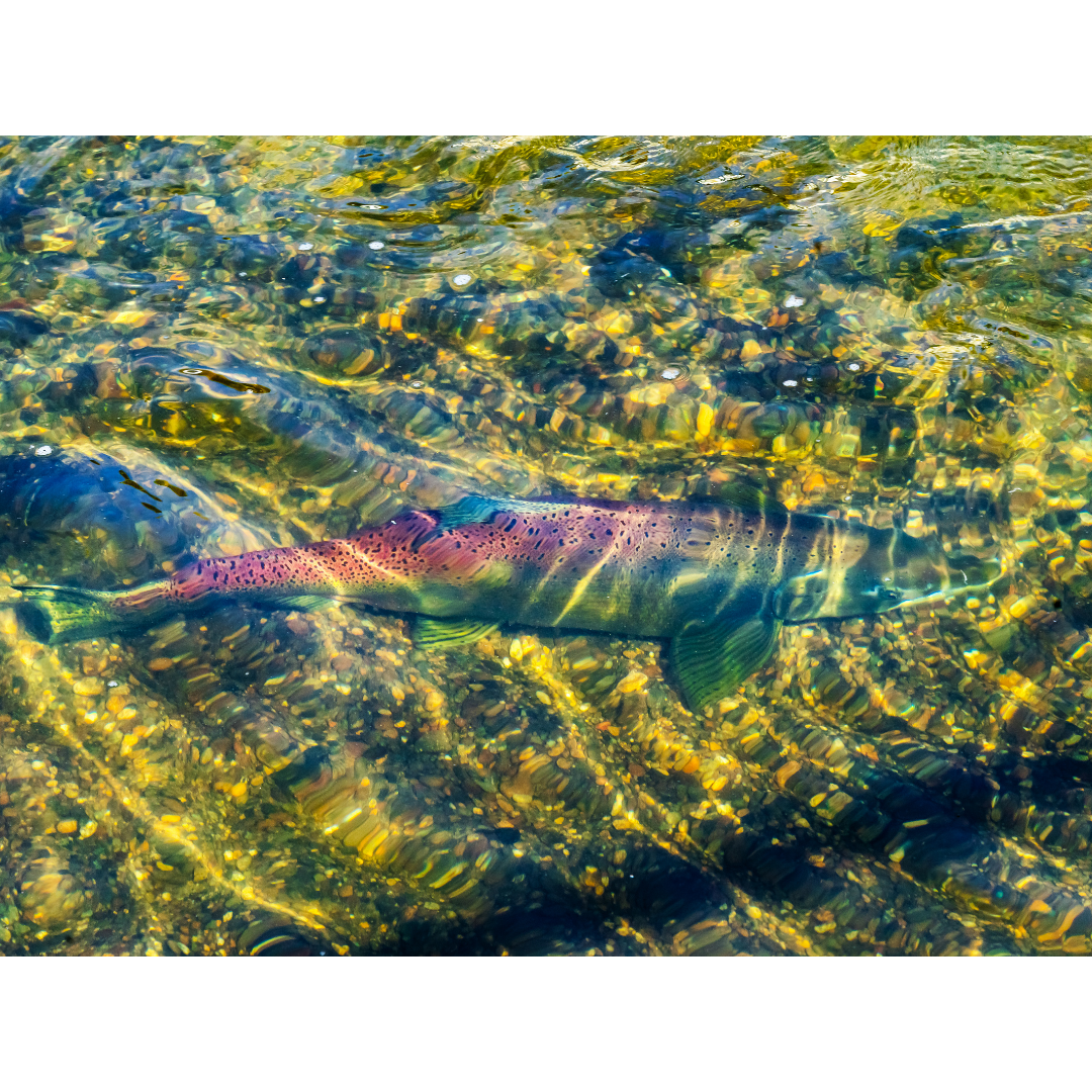 Idaho's 2021 salmon and steelhead returns are abysmal. What is happening?
