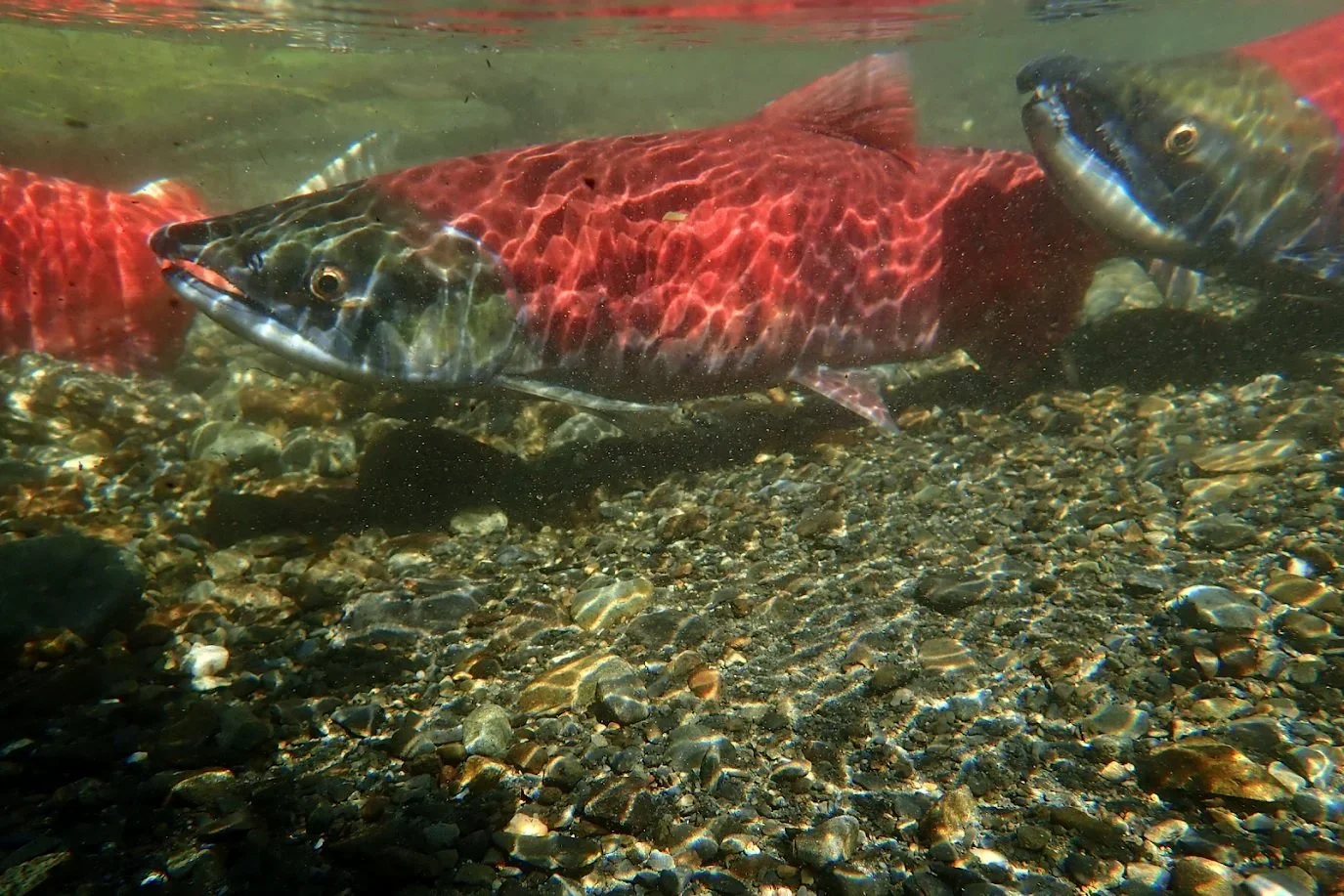 Standing at a crossroads for wild fish