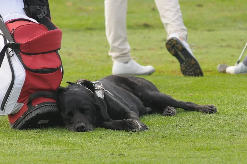 One of the guide dogs feeling the heat in Canada at the IBGA World Blind Golf Championships 2025