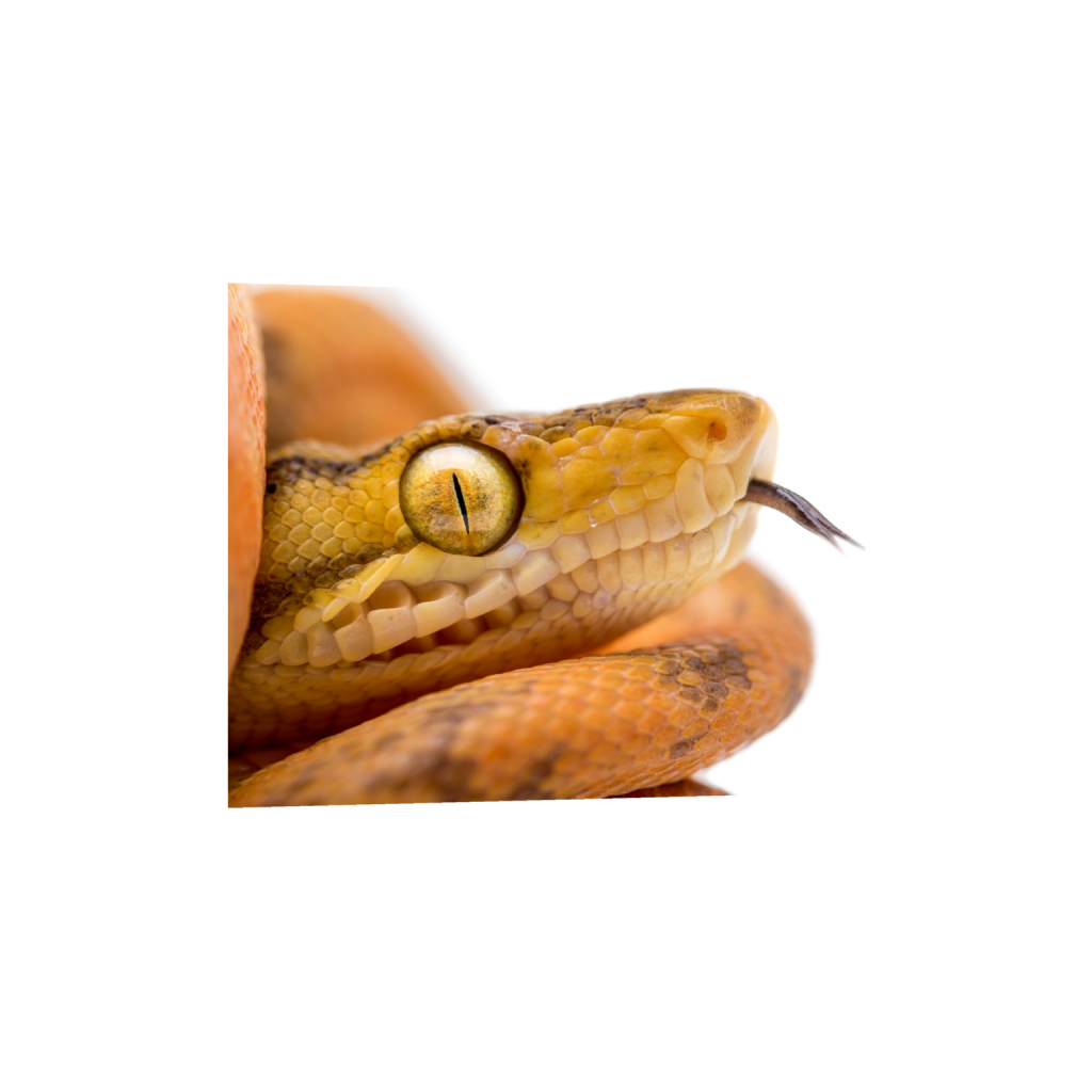ptq_34_6_0_0_3000_2400_0_false_ffffff_0_0_.png