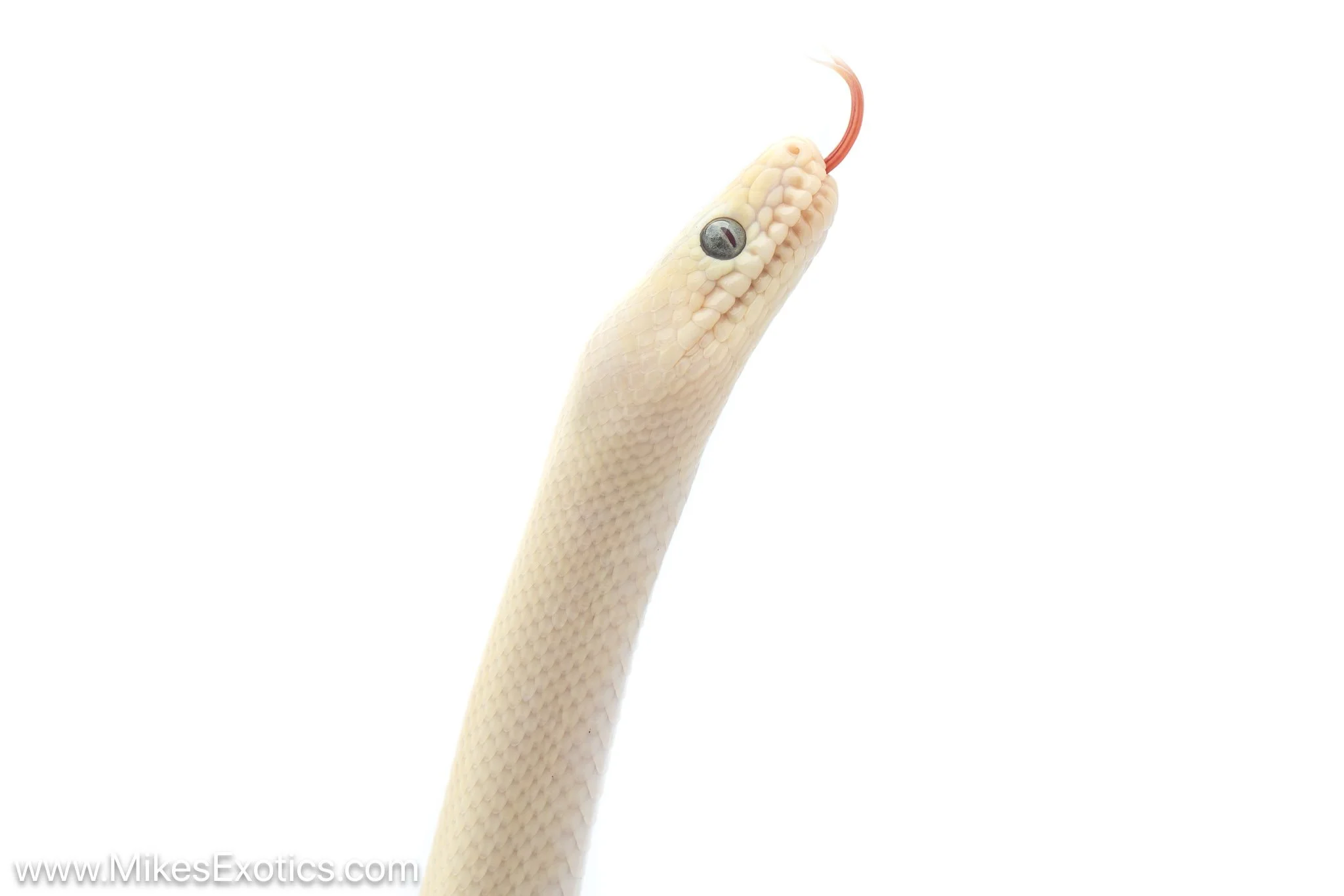 Lucy rainbow boa female-2.jpg