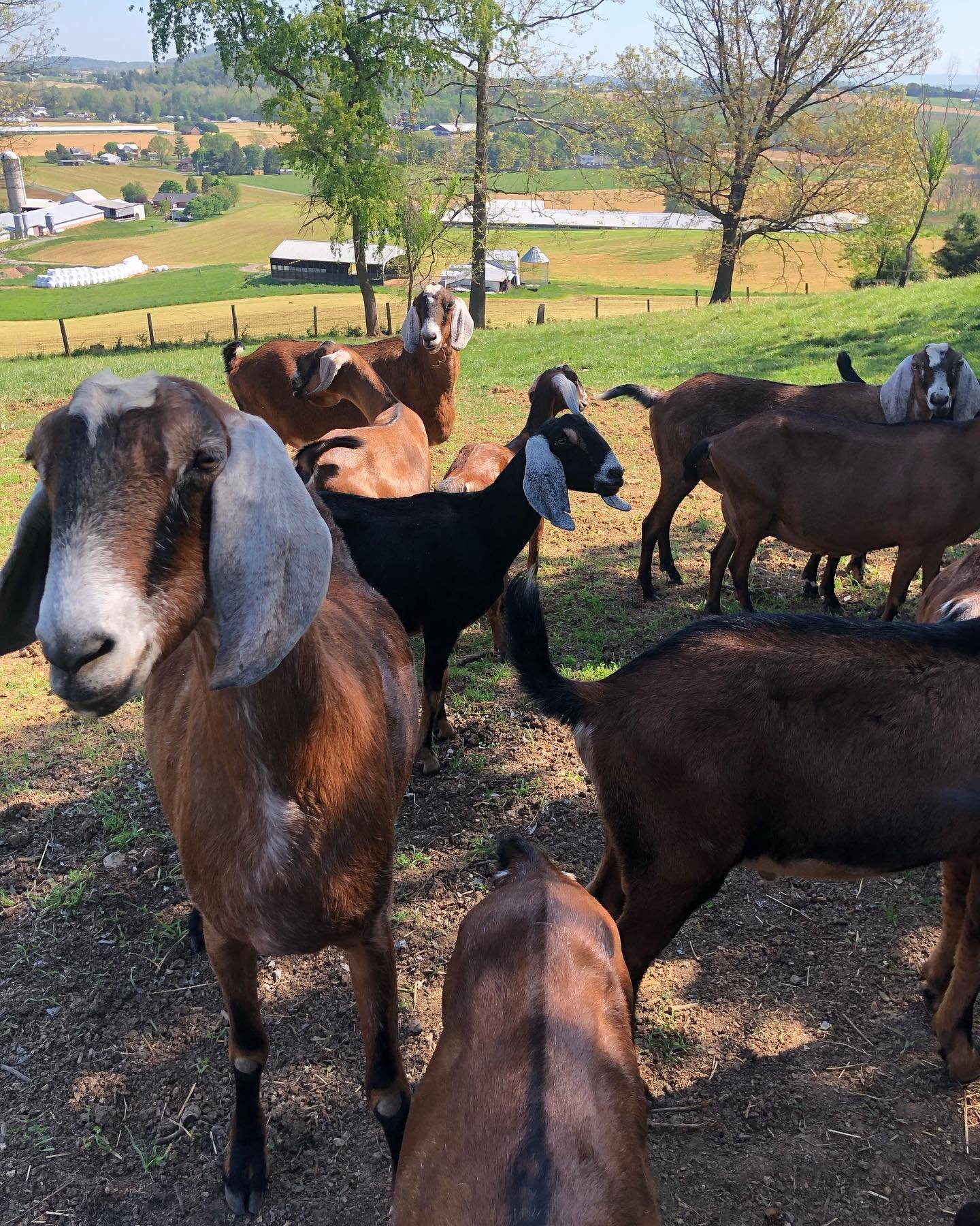 Did you know our goat milk all comes from a local farm?

Last week we stopped by @fawncrossingfarms to pick up our goat milk and got a minute to visit with the herd🐐❤️

Also, last day to get Mothers Day orders in in time for  shipping!

#supportingl