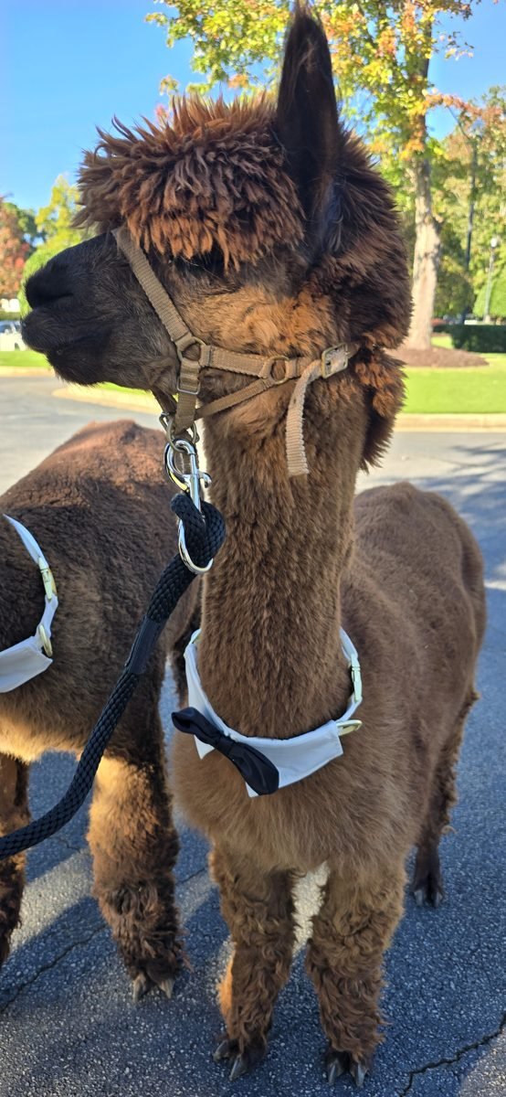 Meet the Boys of Buddy’s Alpaca Farm