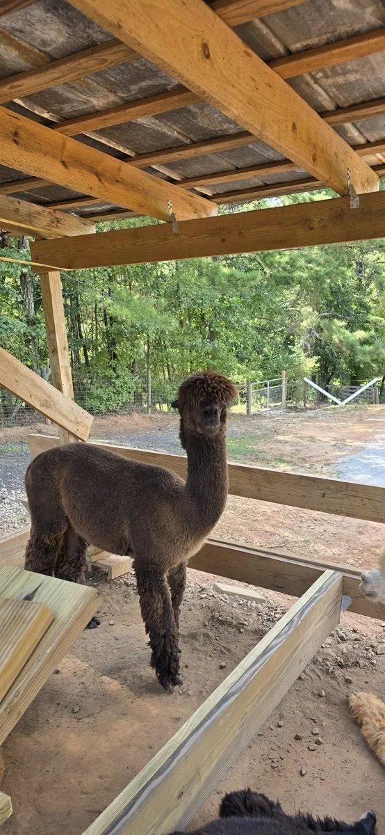 Kabong, a Dark Rose Grey alpaca, standing in the pasture at Buddy's Alpaca Farm in Douglasville, GA