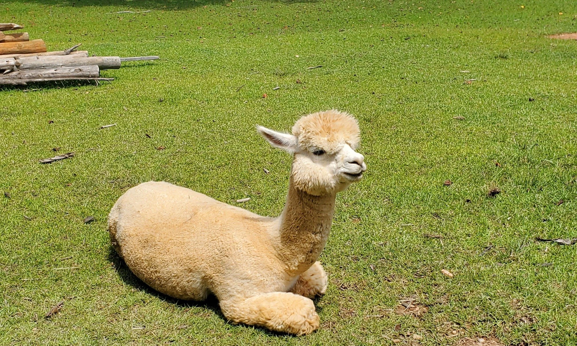 Max the alpaca resting in the sunny grass at Buddy's Alpaca Farm, a veteran-owned farm in Douglasville, GA.