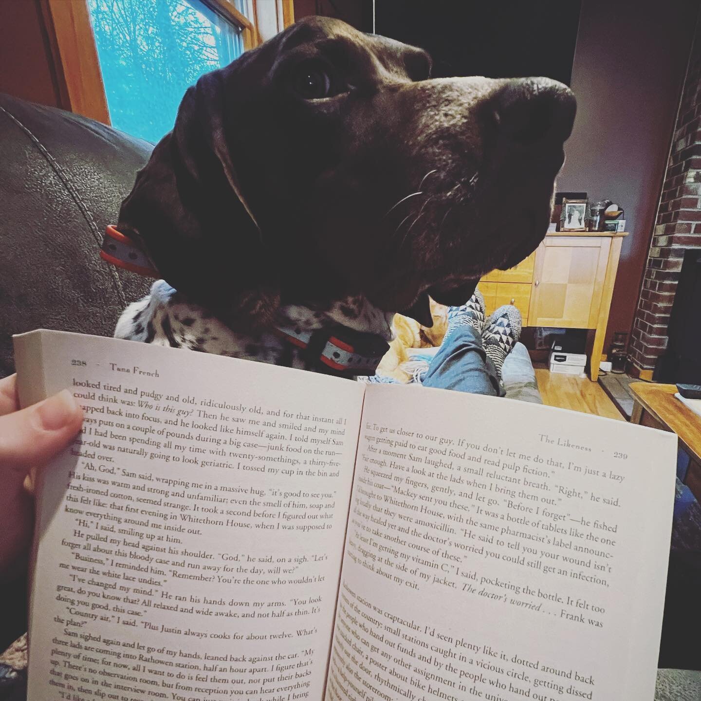 Trying to read with a GSP be like&hellip;.

#bookstagram #book #booktok #booklover #booknerd #bookblogger #bookcommunity #read #reading #reader #readerlife #readersofinstagram #readersofig #readersofinsta #booksanddogs #dogsandbooks #germanshorthaire