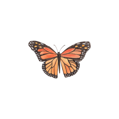 Among the Butterflies