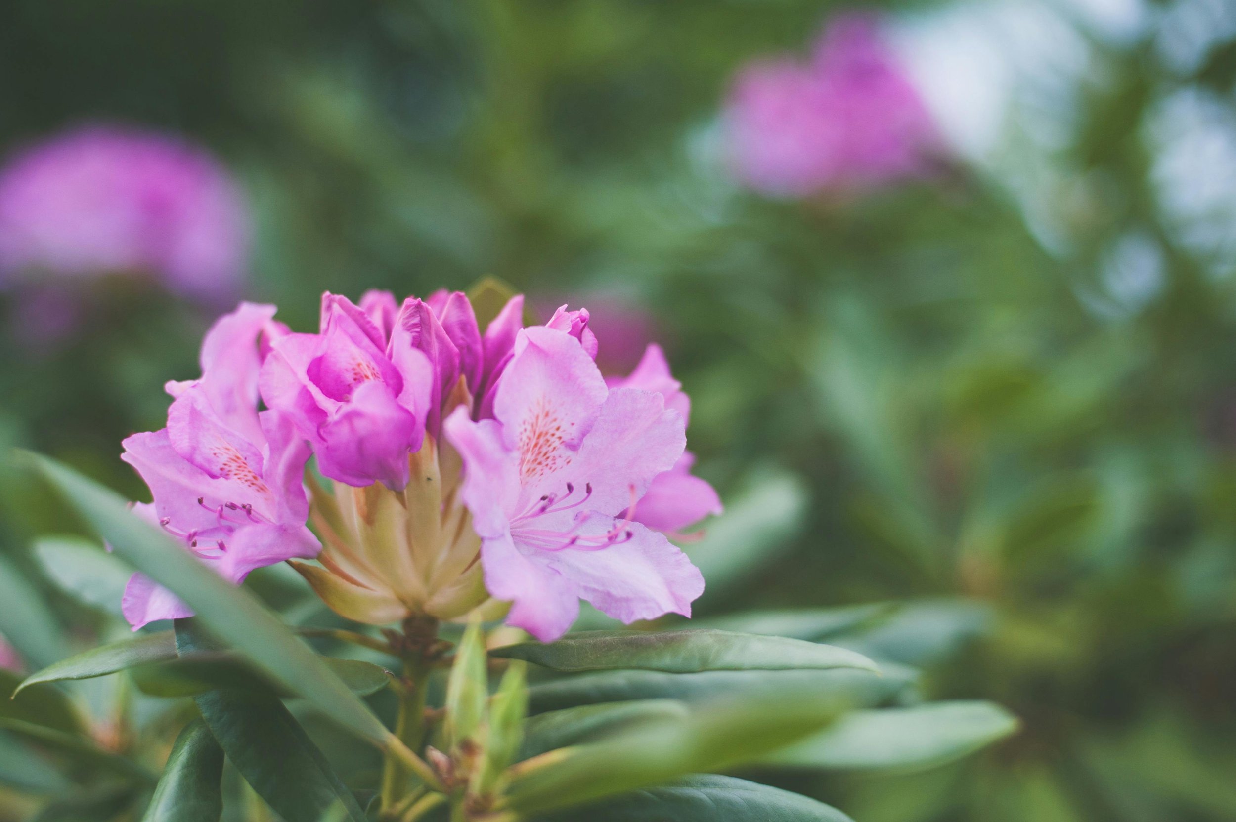 pexels-thepaintedsquare-1118419.jpg