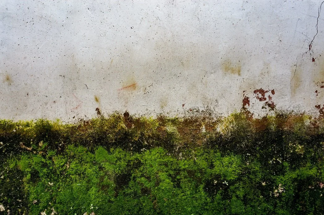 Disinfection Services Singapore | Mould