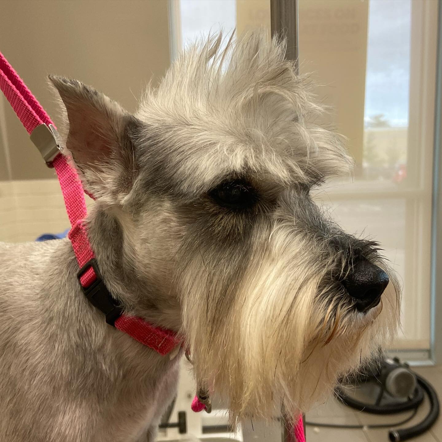 #Cuzzie got a shape up thanks to Tori @petco EHT. Monday through Thursday he is going to be showing it off with his brother #Primo the #miniatureschnauzer @cuzziespizzeriakitchen on #tennaveac #atlanticcity @northbeachac for lunch. Open everyday at 1