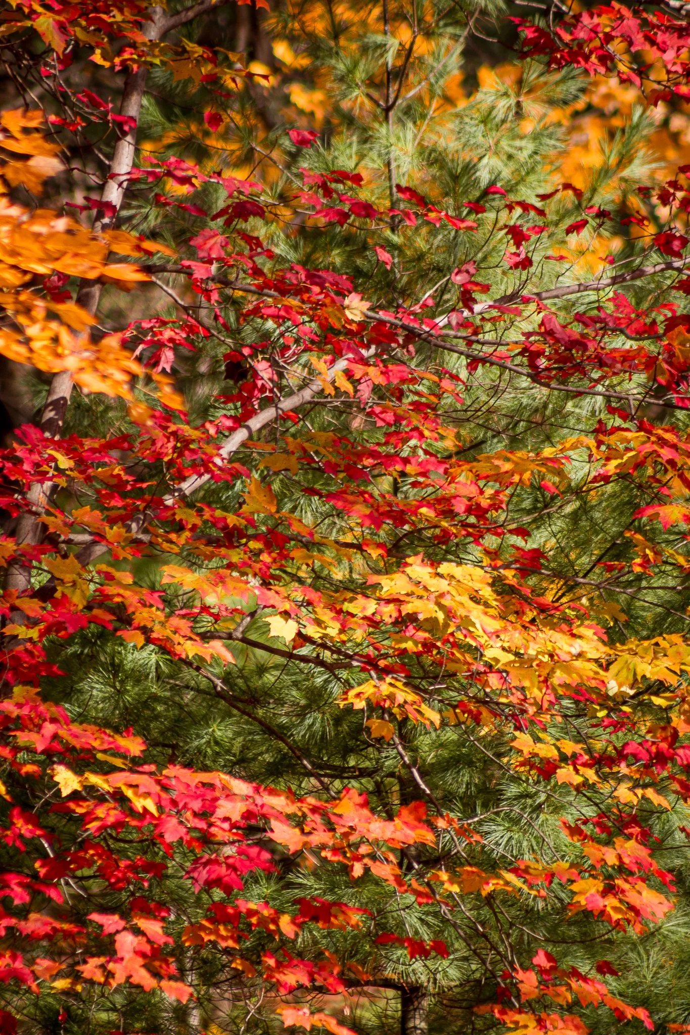 JJ Maternity Portraits-178.jpg