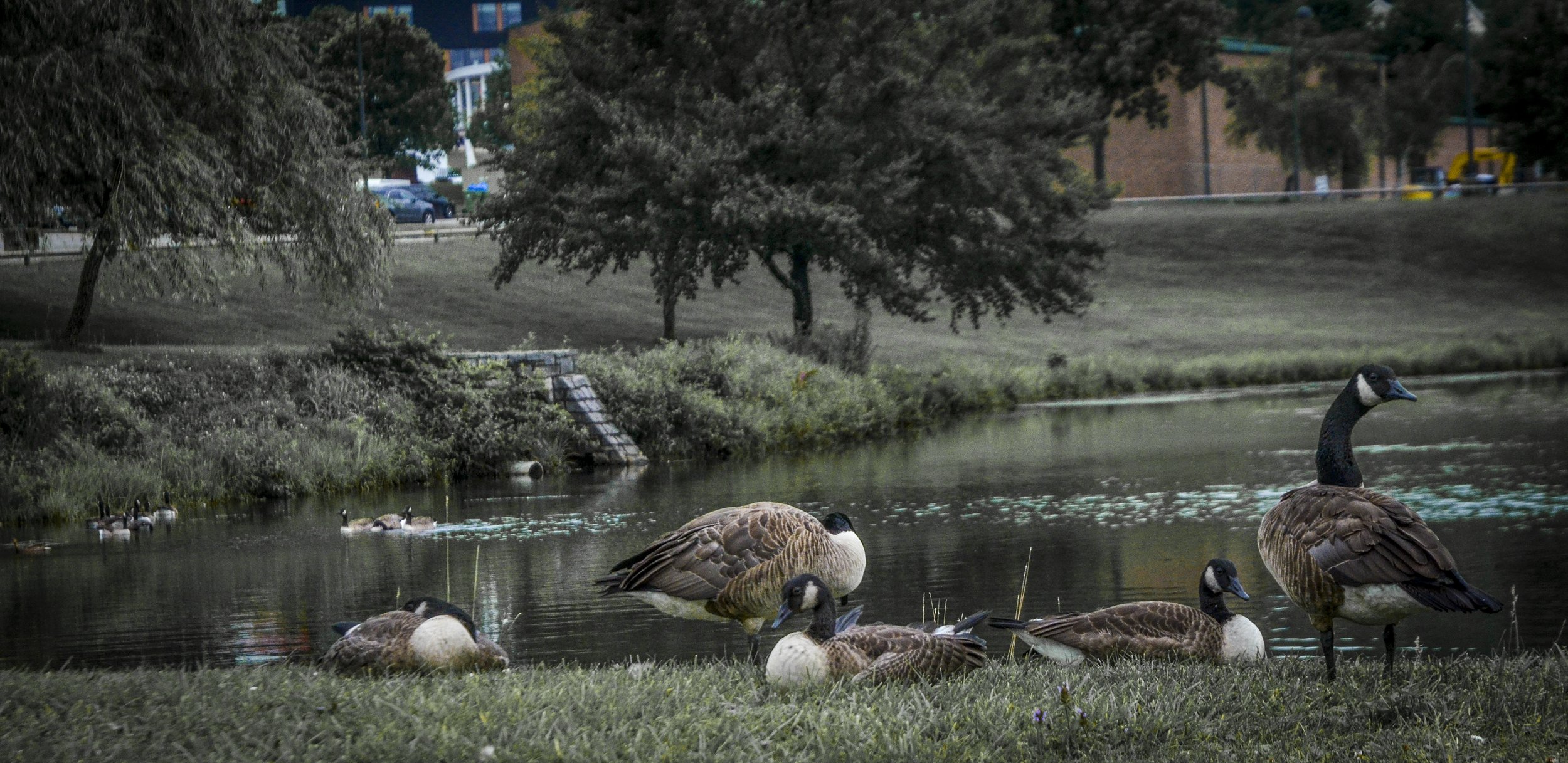 Geese-1.jpg