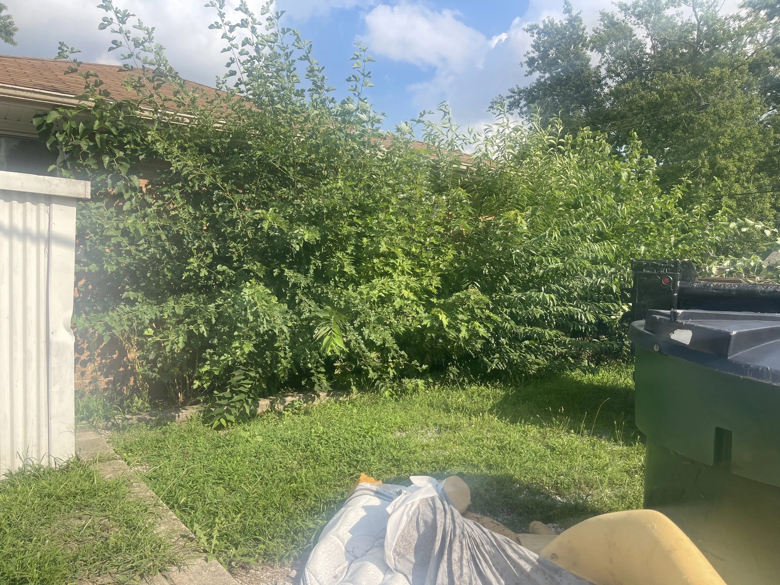 Before: Dense volunteer trees and overgrowth obscuring the brick wall and landscape bed at a Bradley, Illinois, home.