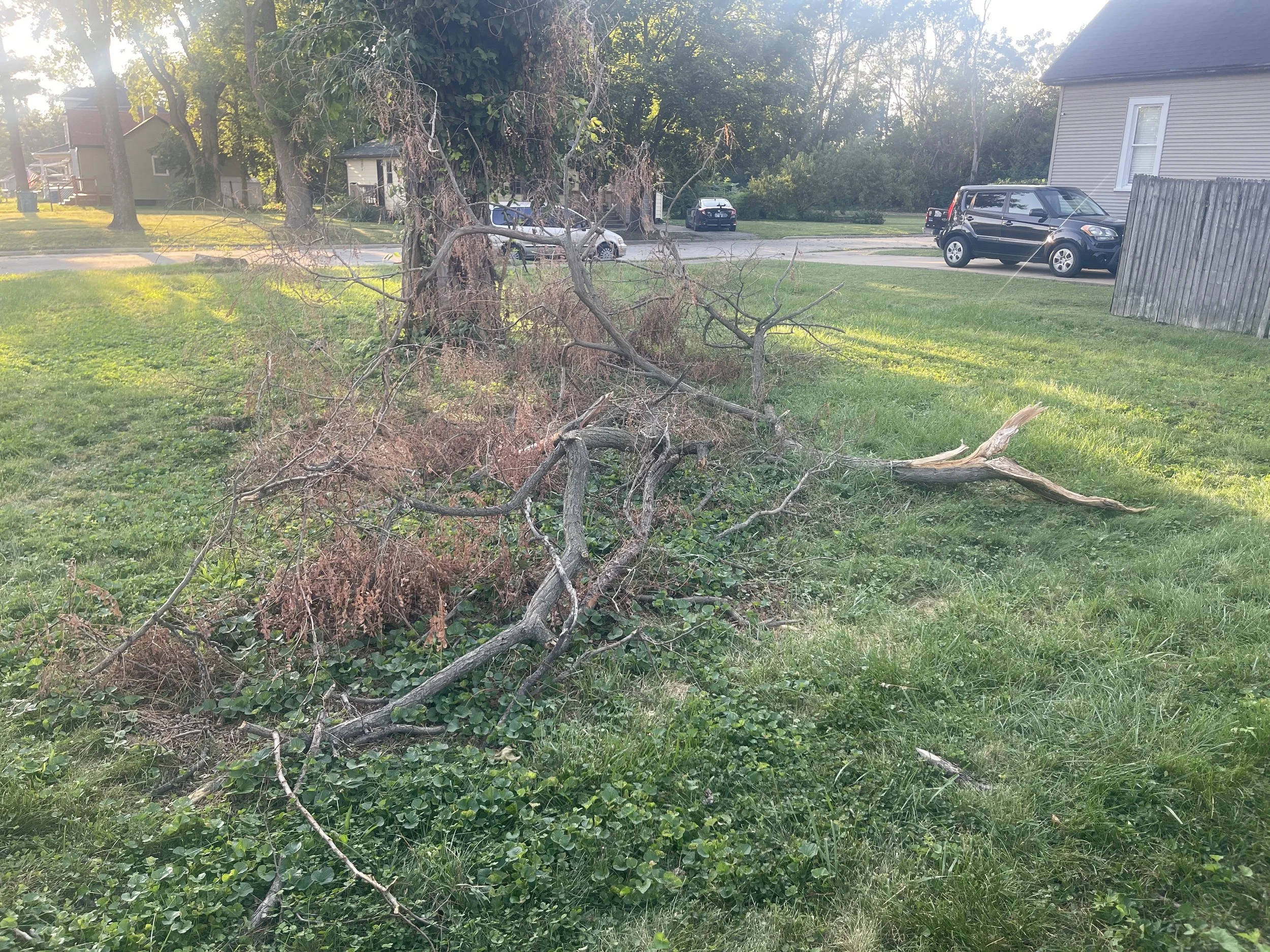 Before: Fallen tree branches lying on the lawn around a mature tree at a Kankakee, Illinois, property.