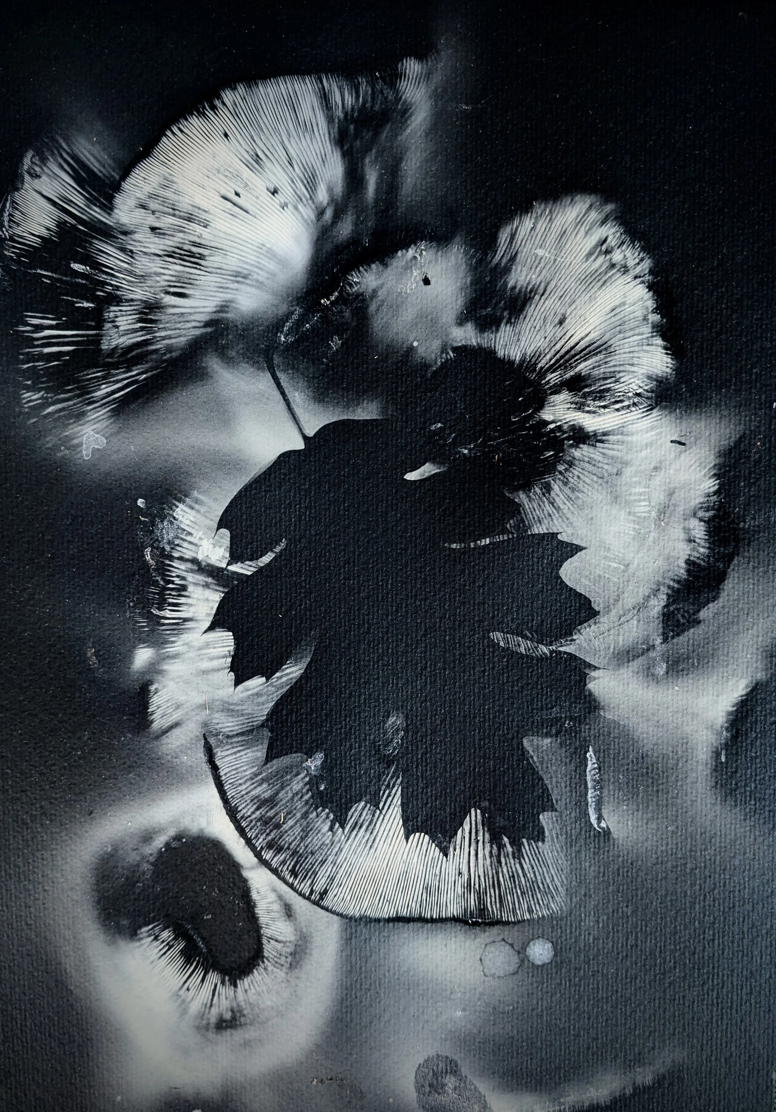 Clayleaf Milkcap Spores Over Black Oak Leaf, Reverse Stencil