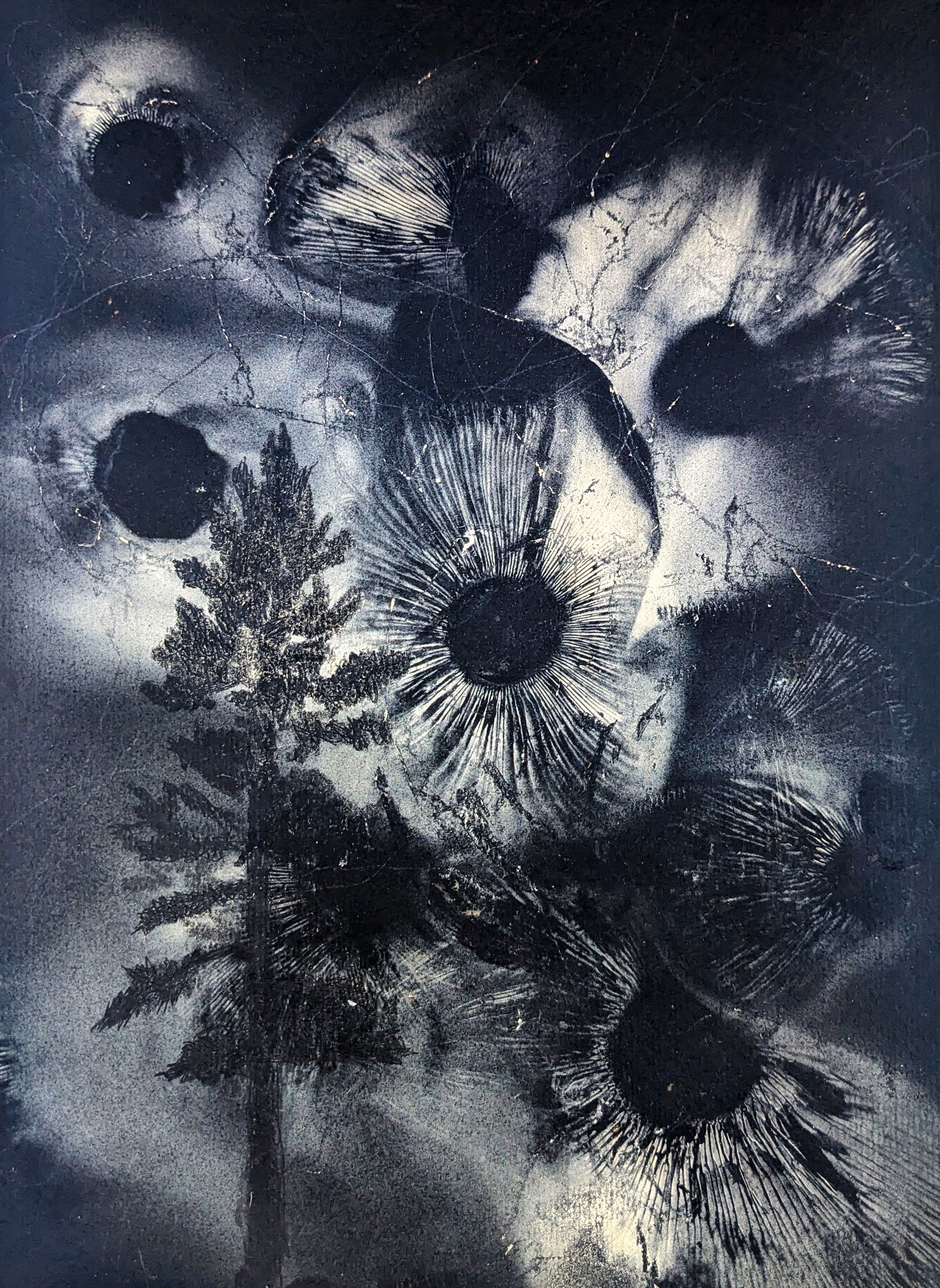 Ponderosa Pine Subtracted From Saffron Milkcap Sporeprints