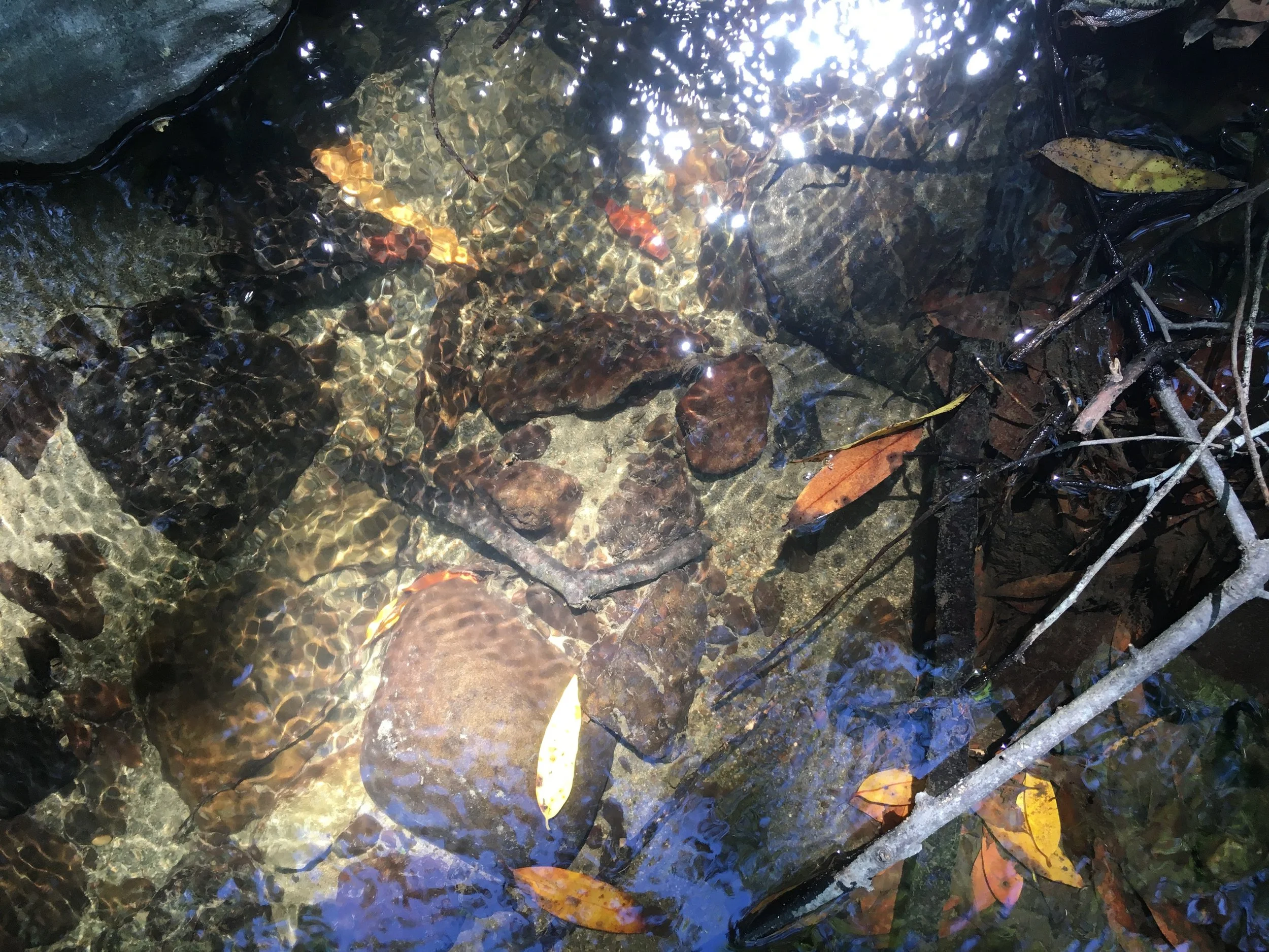 shimmering water allowing you to view down to the bottom of this creek in the East Bay hills, showing a leaf floating above submerged rocks and sticks.
